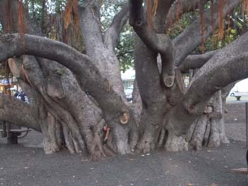 hawaii_4_21 1712 (32)