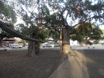 hawaii_4_21 1712 (34)